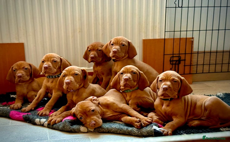 Hungarian Vizsla dogs - Advert 1