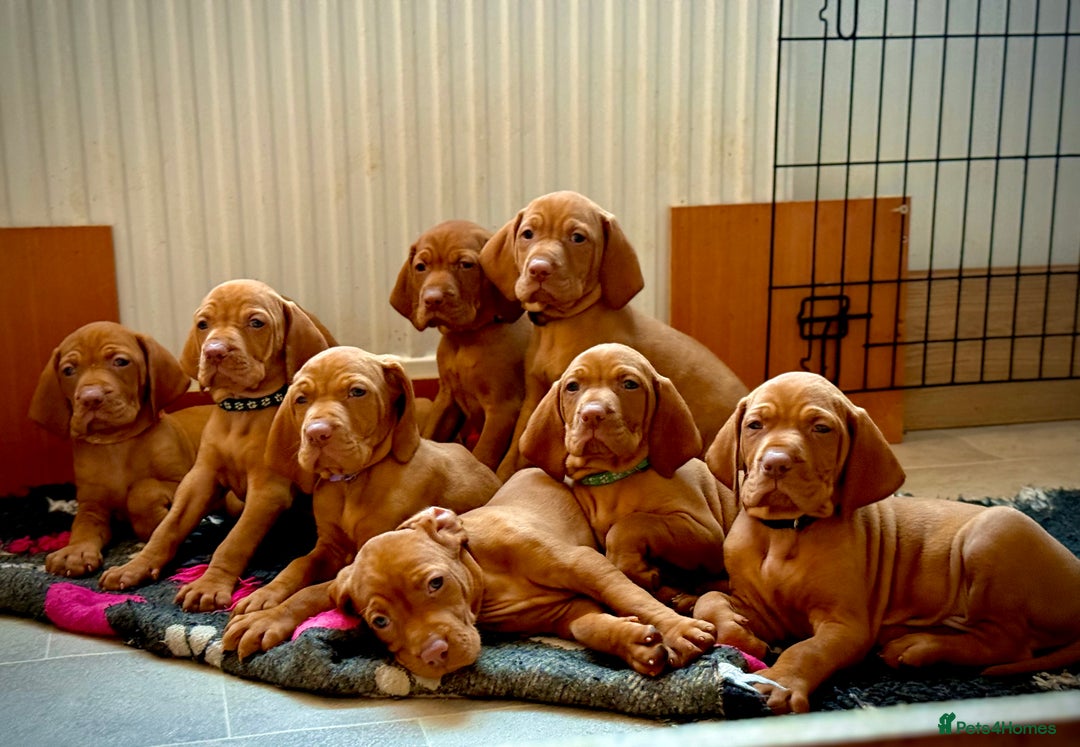 Hungarian Vizsla dogs for sale:   ⚜️Hungarian Vizsla puppies⚜️ - Image 8