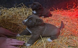 Newfoundland dogs for sale: Beautiful newfoundland puppys - Advert 12