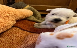 West Highland Terrier dogs for sale: Westie pups  - Image 9