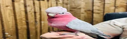 Cockatoo birds for sale: Galah cockatoo  - Advert 8