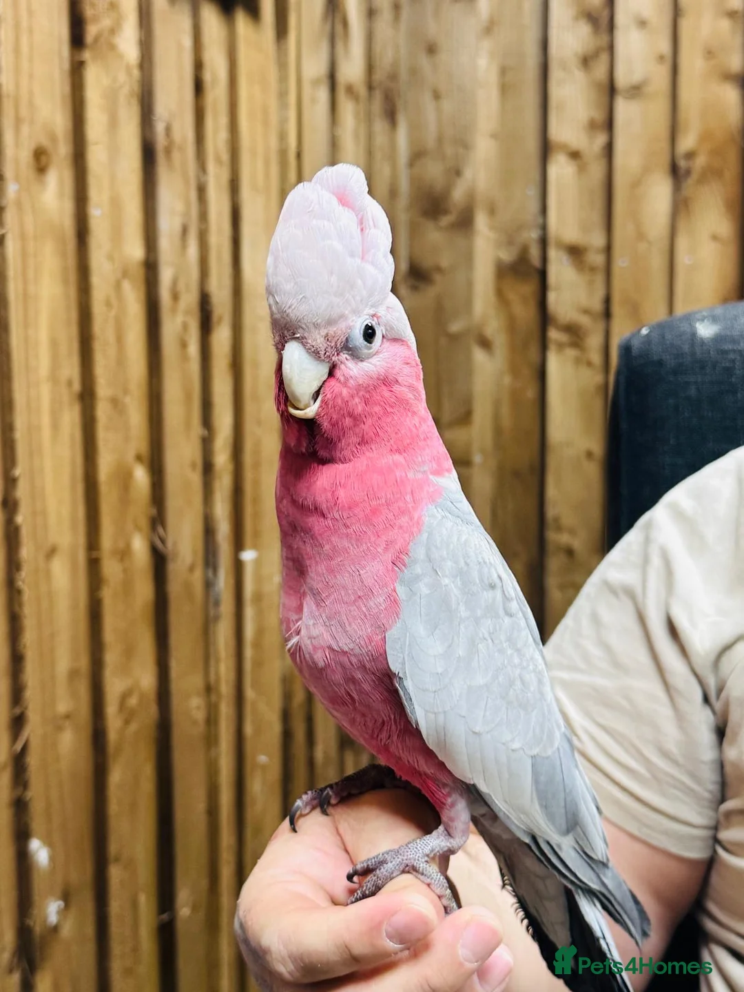 Cockatoo birds for sale: Galah cockatoo  - Advert 8