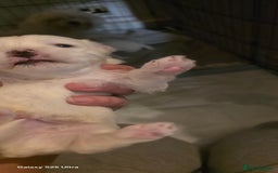 Maltese dogs for sale: Puppy maltese - Image 6
