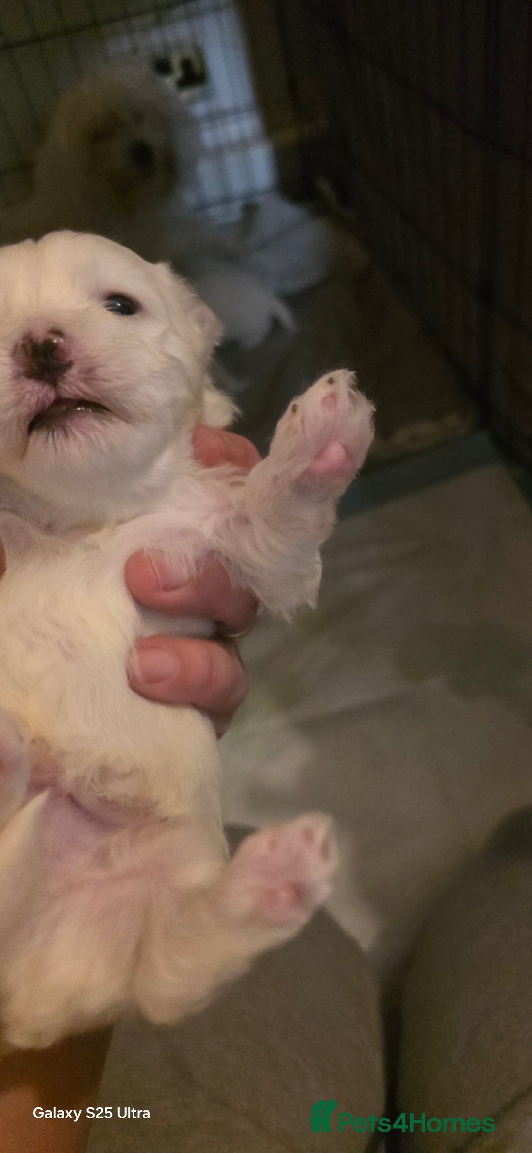Maltese dogs for sale: Puppy maltese - Image 6