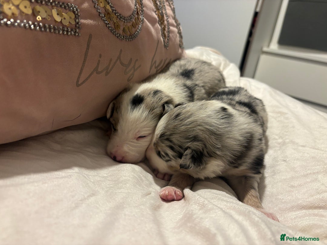 Border Collie dogs for sale: Border collie puppy’s ready to reserve  - Image 31