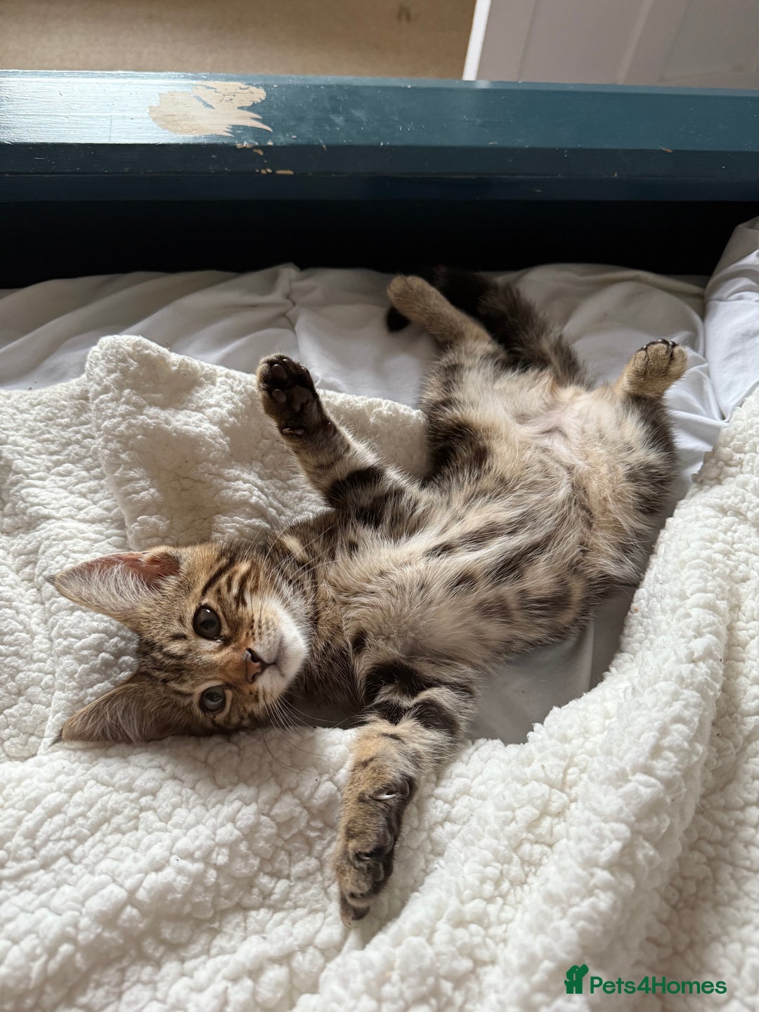 Bengal cats for sale: Bengal X Maine Coon - Image 1