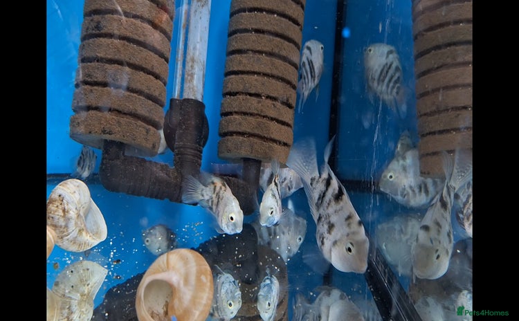 Cichlids fish - Advert 2