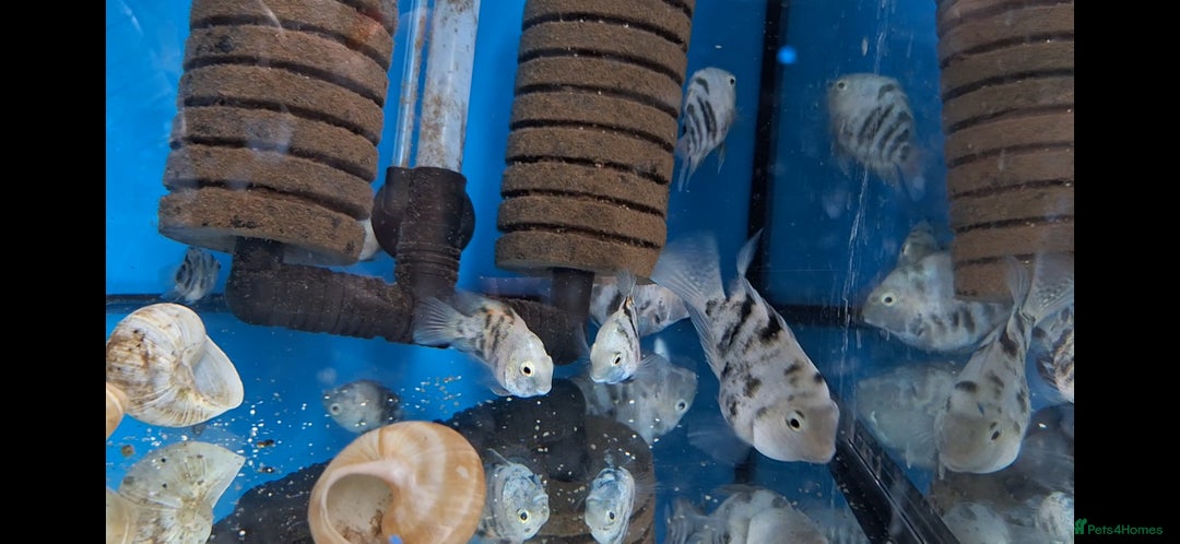 Cichlids fish for sale: CALICO Polar Blue Dwarf Cichlids - Image 1
