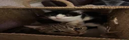 British Shorthair cats for sale: Maeve & Bean - Advert 7