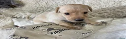 Labrador Retriever dogs for sale: Happy Healthy Labrador Pups from KC Reg Parents - Advert 4