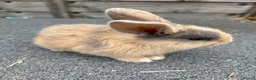 Mixed Breed rabbits for sale: Mini lop cross bunnies  - Advert 3