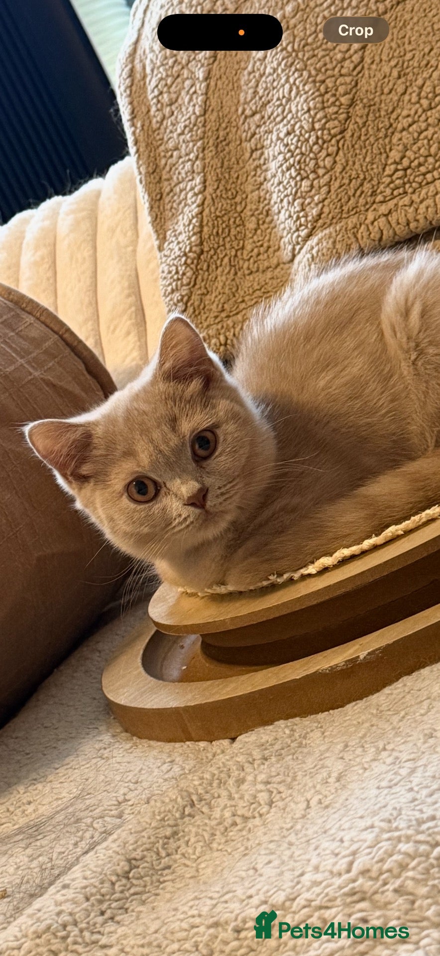 British Shorthair cats 🐾BEAUTIFUL BSH 2 LEFT READY TO GO🐾   - Advert 1