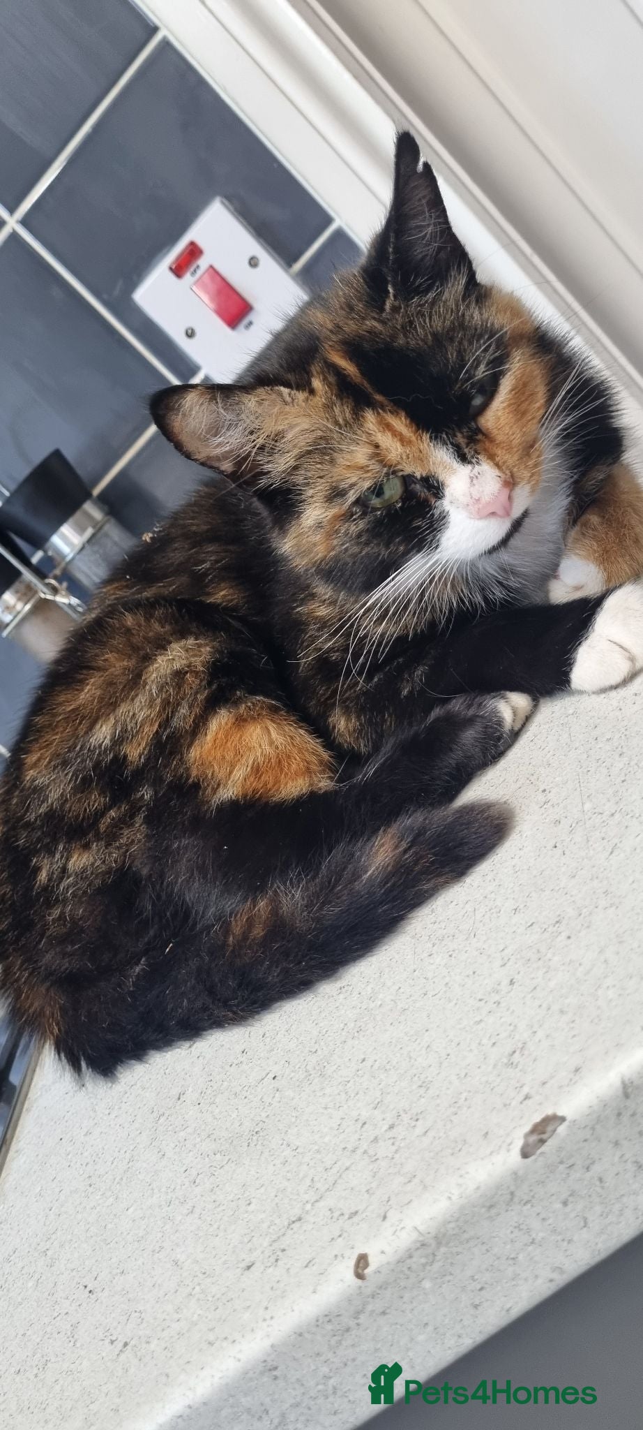 Mixed Breed cats Beautiful kittens  - Advert 1
