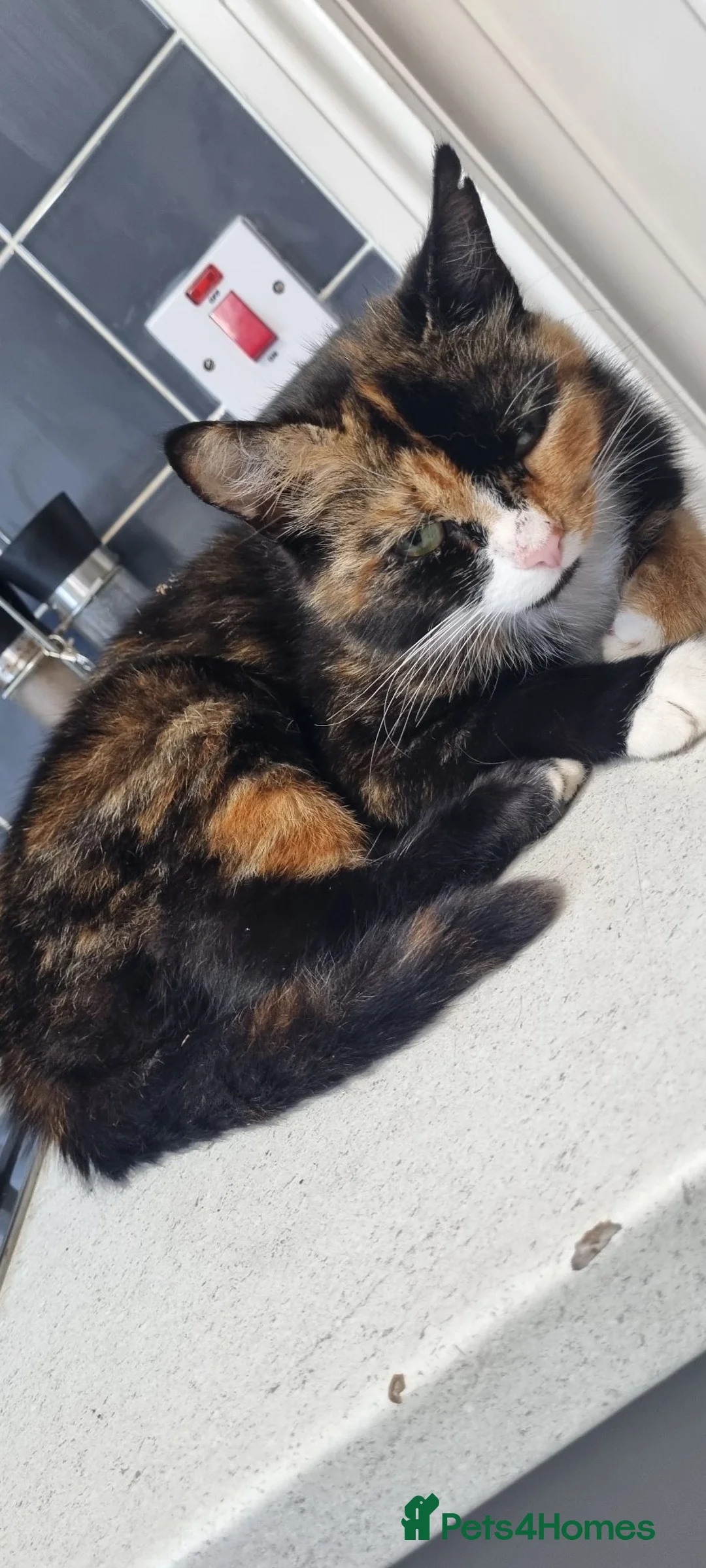 Mixed Breed cats for sale: Beautiful kittens  - Advert 1