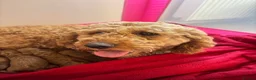Cockapoo dogs for sale: STUNNING COCKAPOO PUPPYS EXTENSIVELY HEALTH TESTED - Advert 6