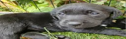 Labrador Retriever dogs for sale: Ready now!! Gorgeous labradors  - Advert 11
