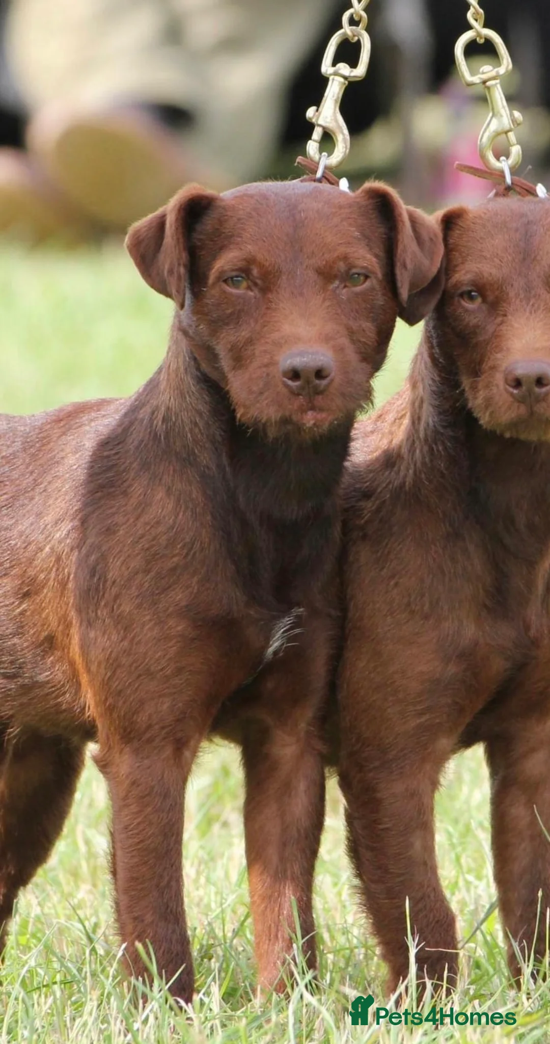 Patterdale Terrier dogs for stud: Patterdale Dog in Coalville - Advert 2