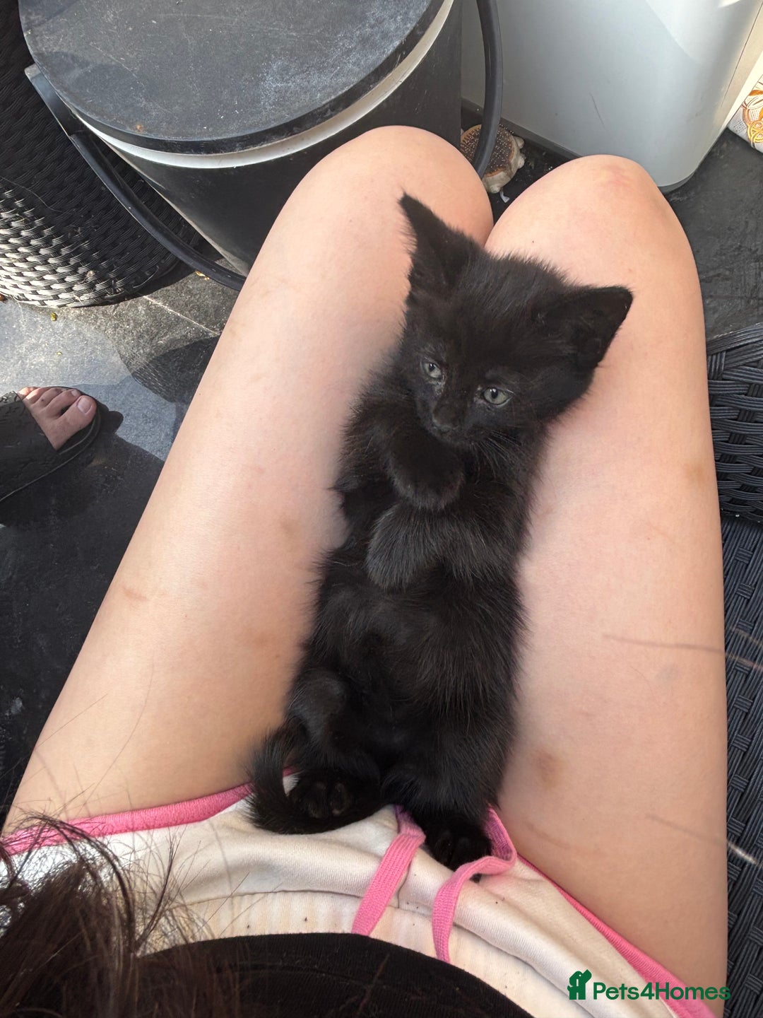 Mixed Breed cats for sale: black and tabby kittens looking for new home  - Image 14
