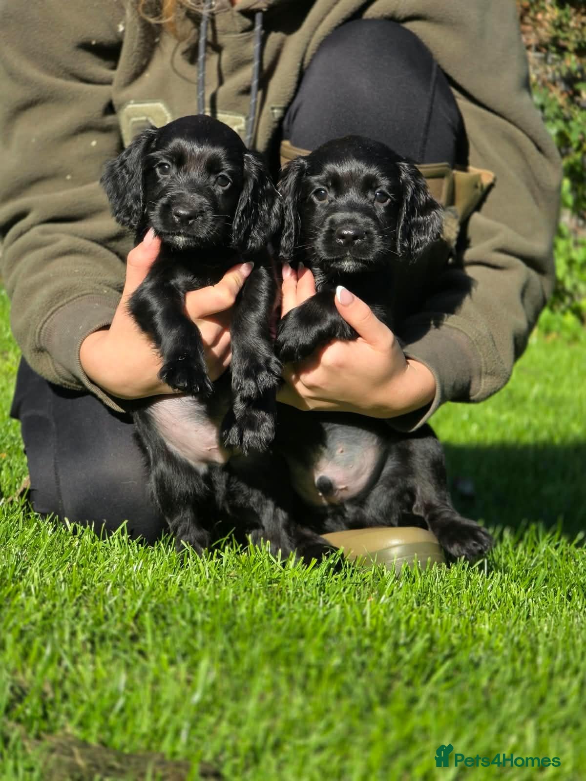 Cocker Spaniel dogs UNIQUE MARKED COCKER SPANIEL PUPPIES,HEALTH TESTED - Advert 9