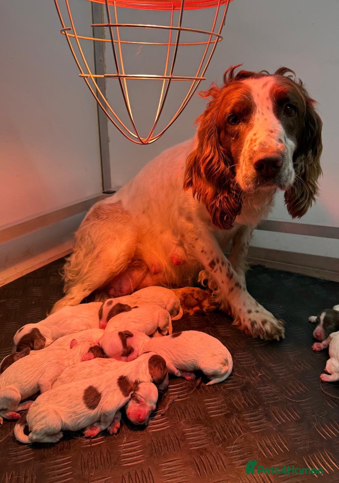 English Springer Spaniel dogs for sale: Unusually marked pups, heart of gold,health tested - Image 5