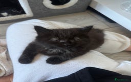 Domestic Shorthair cats for sale: 4 fluffy domestic kittens for sale  - Image 6