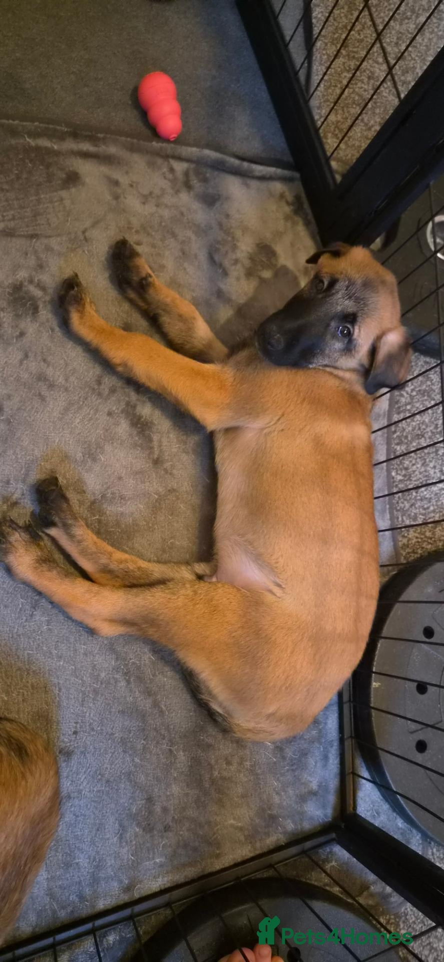 Belgian Shepherd Dog dogs for sale: 3 boys ready for forever homes 🏡💙 - Advert 2