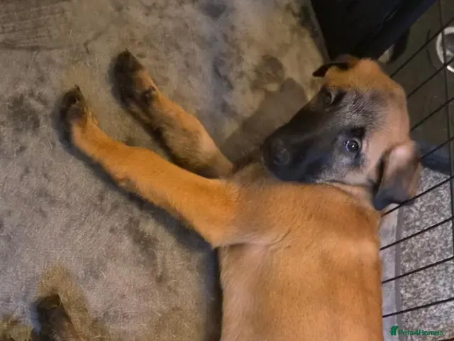 Belgian Shepherd Dog dogs for sale: 3 boys ready for forever homes 🏡💙 - Advert 2