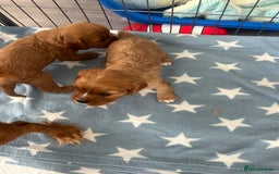 Cavalier King Charles Spaniel dogs for sale: Ruby cavalier king charles - Image 12