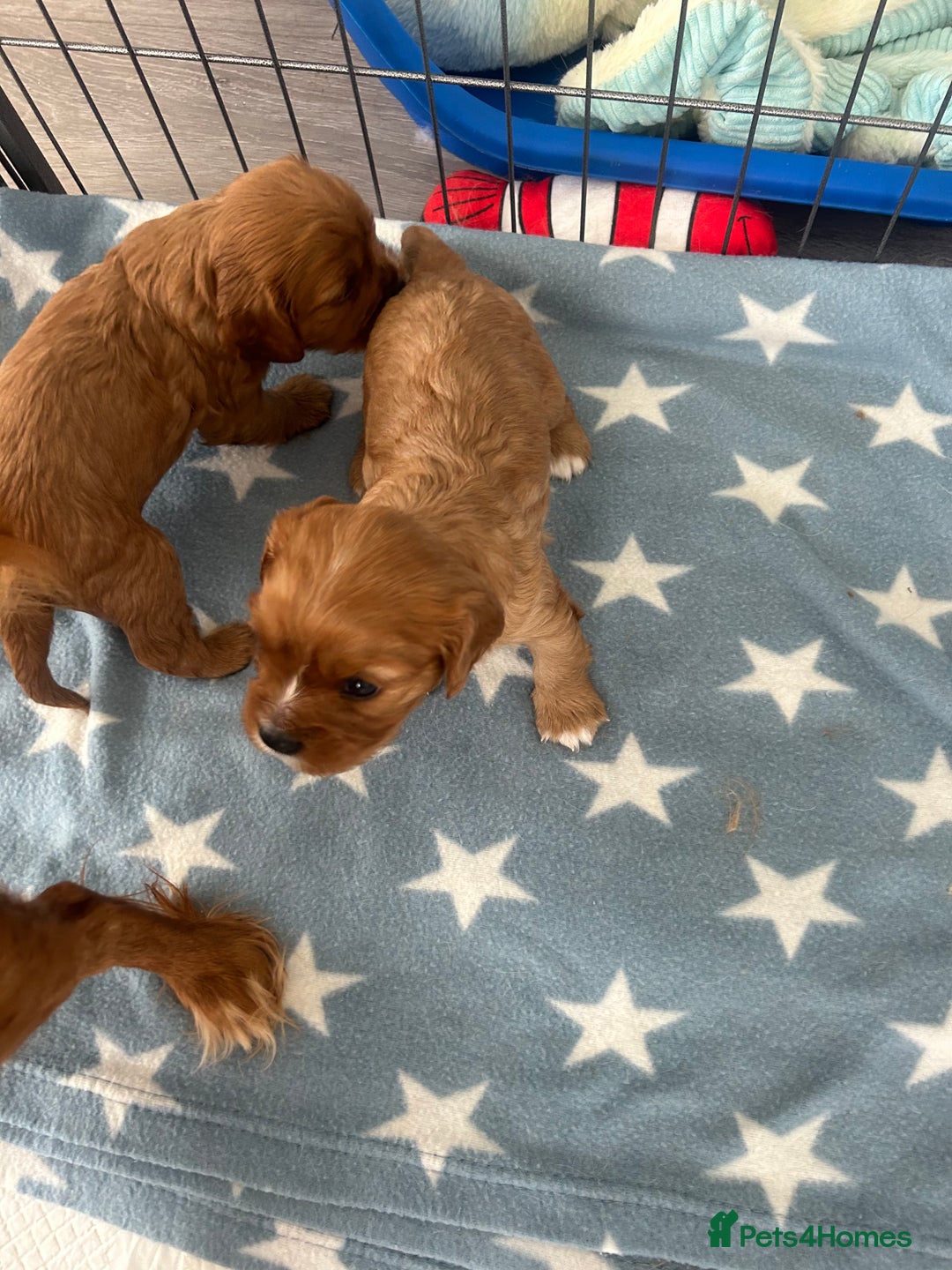 Cavalier King Charles Spaniel dogs for sale: Ruby cavalier king charles - Image 12
