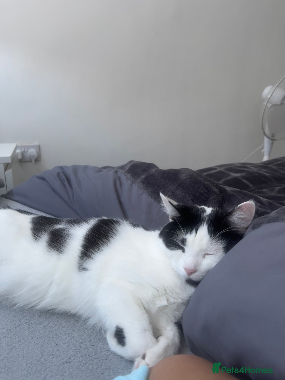 British Longhair cats for sale: Cuddly, playful male cat looking for a new home  - Image 14