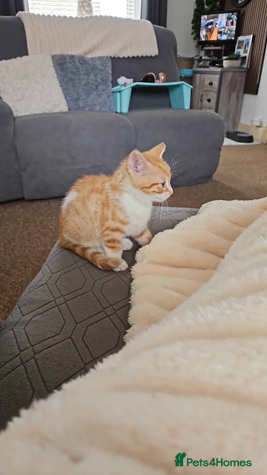Mixed Breed cats for sale: Kittens  - Image 4