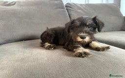 Miniature Schnauzer dogs for sale:  1 boyleft!Miniature  Schnauzer puppies for sale  - Image 14