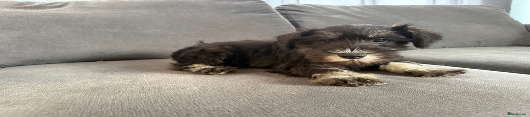 Miniature Schnauzer Puppy 4