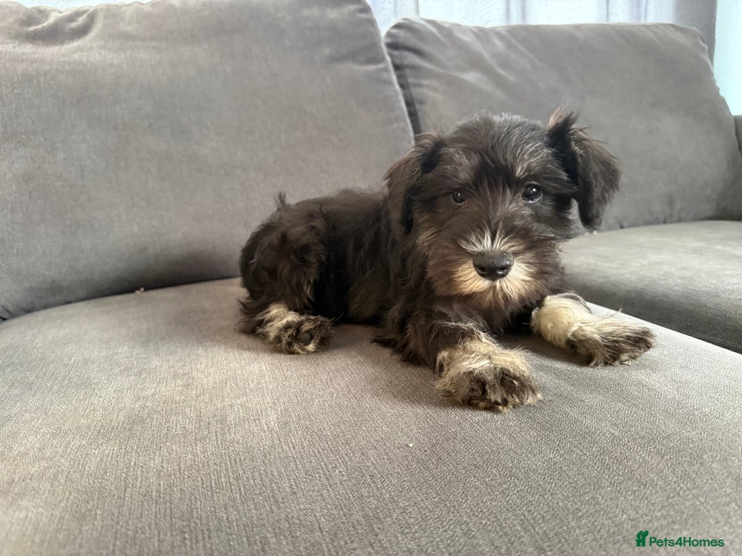 Miniature Schnauzer dogs for sale:  1 boyleft!Miniature  Schnauzer puppies for sale  - Image 14