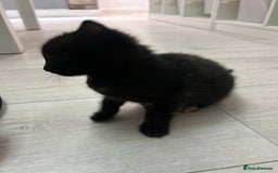 Mixed Breed cats for sale: 3 kittens for sale- 1 boy and 2 girls  - Image 7