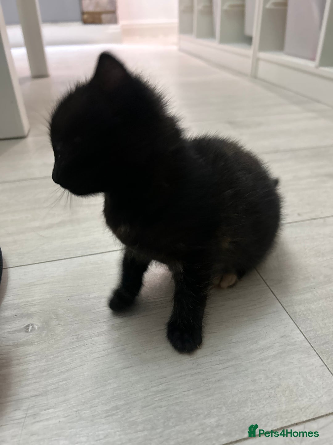Mixed Breed cats for sale: 3 kittens for sale- 1 boy and 2 girls  - Image 7