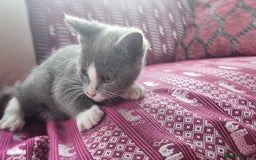 Munchkin cats for sale: Munchkin x Scottish Fold - Image 8