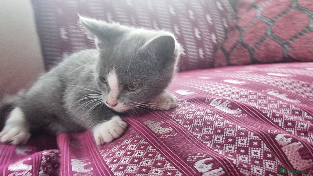 Munchkin cats for sale: Munchkin x Scottish Fold - Image 8