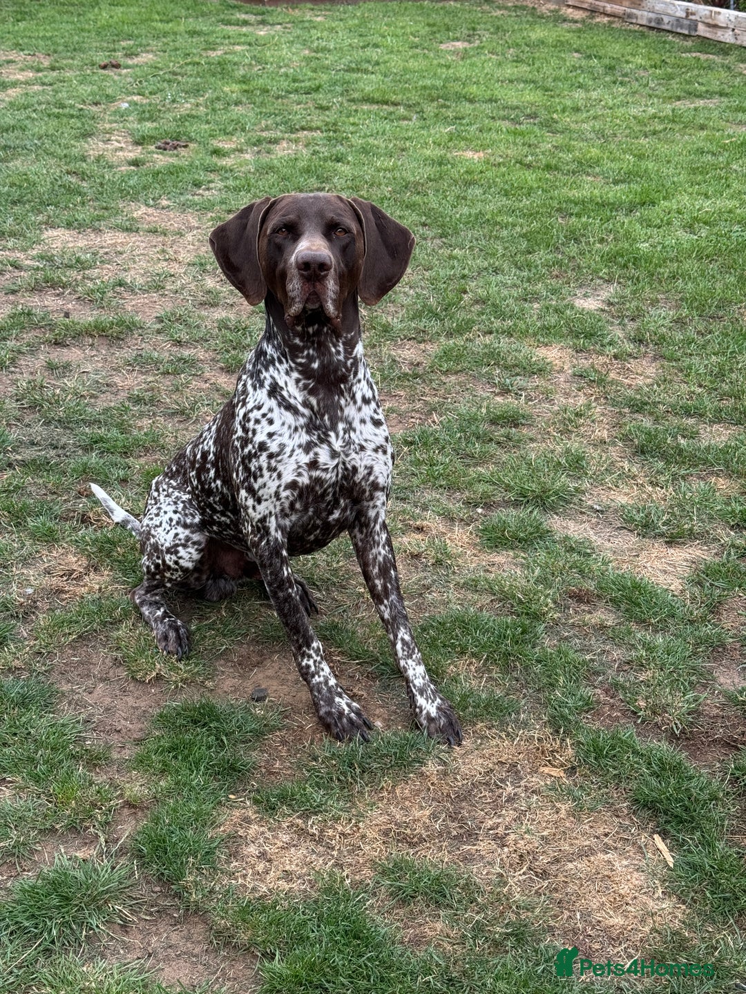 German Shorthaired Pointer dogs for sale: Male short haired pointer  - Image 1