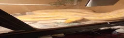 Python Snake reptiles for sale: 2x Albino Burmese Phyton, one male one female  - Advert 5