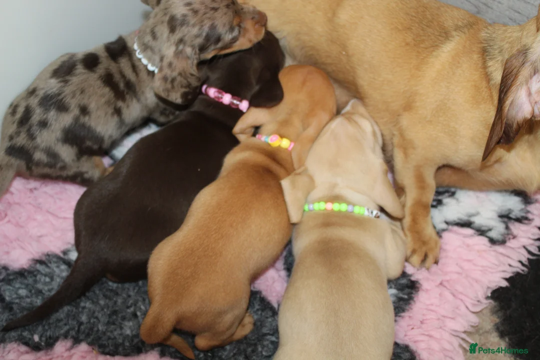 Miniature Dachshund dogs for sale: 🩷✨ extra small Dachshund pups KC kanninchen 🩷✨  - Advert 15