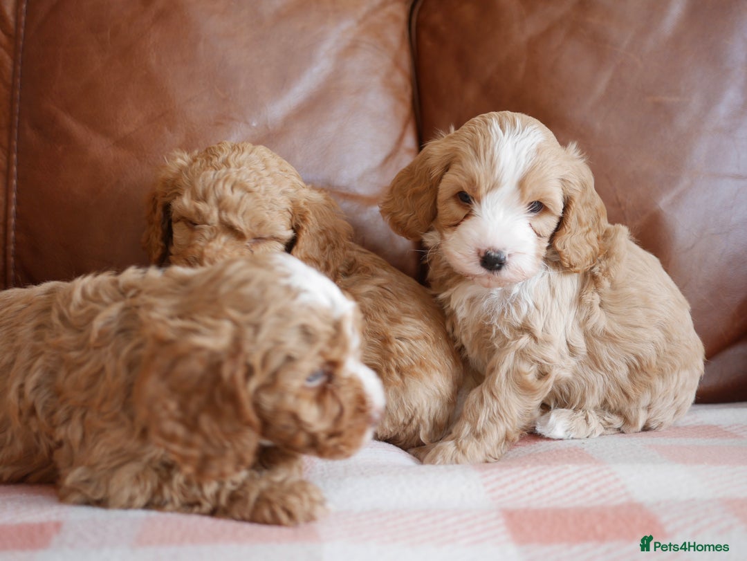 Cavapoo dogs for sale: Stunning F1b Health Tested Miniature Cavapoos - Image 6