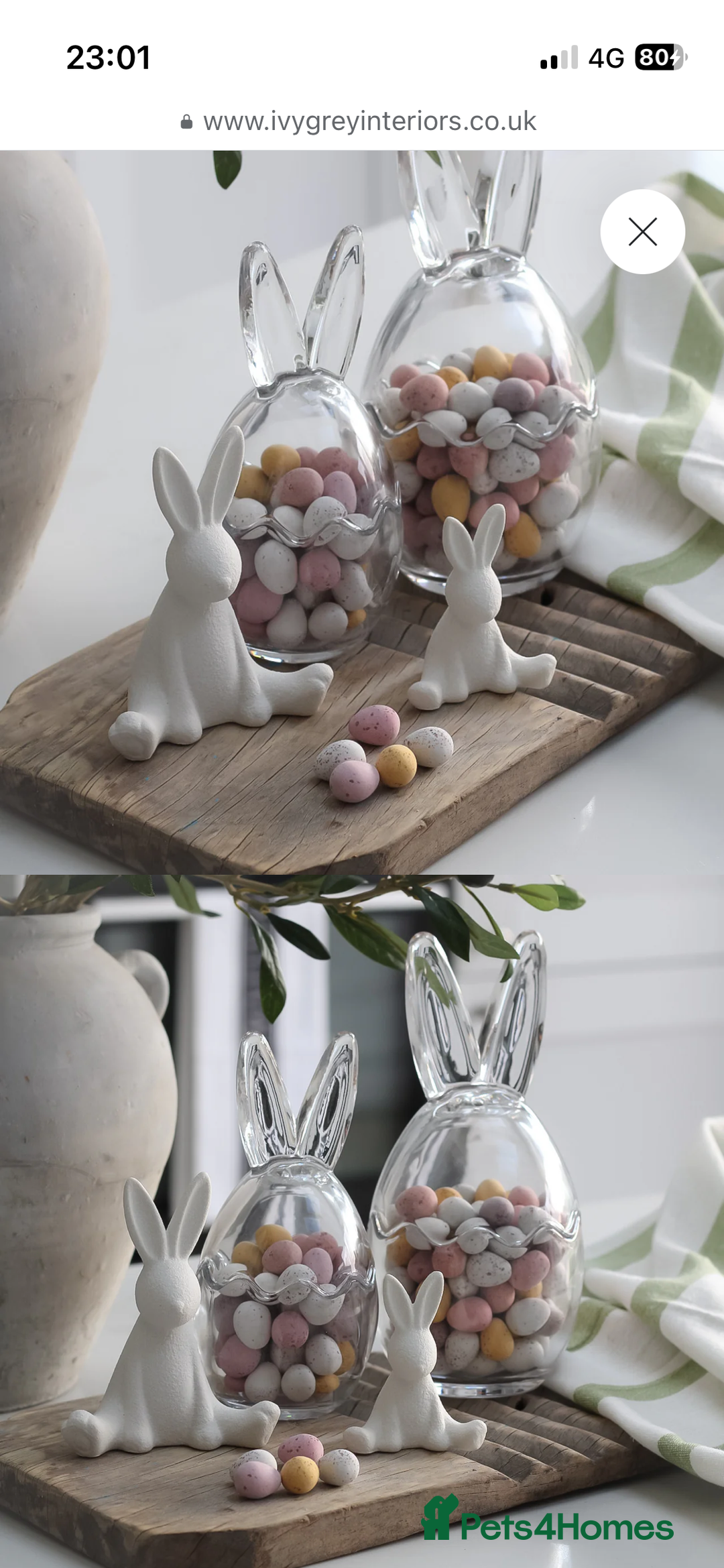 Maltese dogs for sale: Maltese puppies  - Advert 10