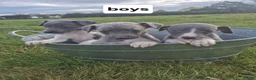 Whippet dogs for sale: Whippet pups - Advert 7