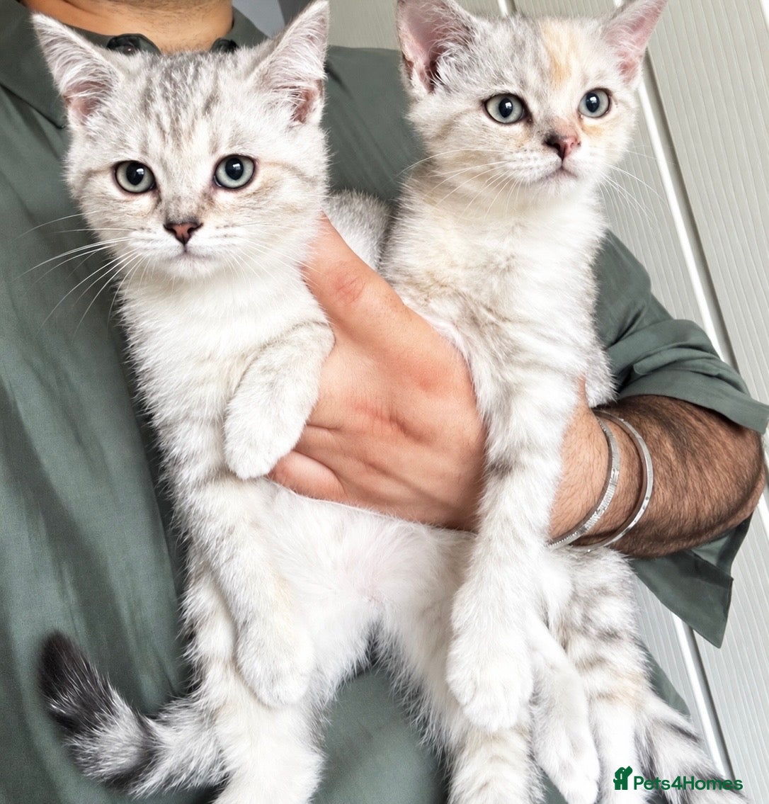 British Shorthair cats Chunky Silver and ginger BSH kittens  - Advert 1
