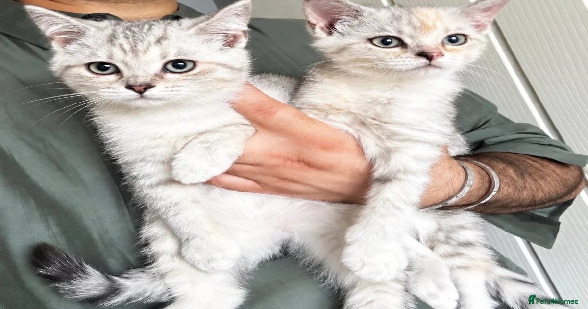 Ginger female Kittens for sale | Pets4Homes