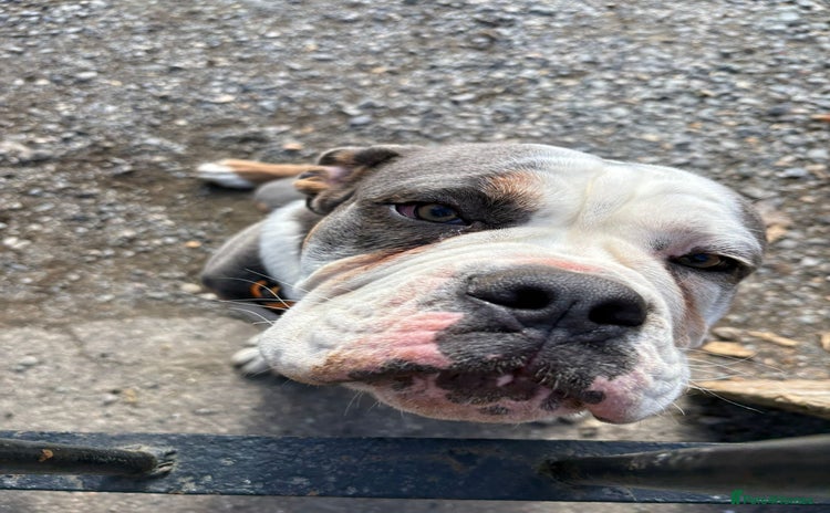 Olde English Bulldogge dogs - Advert 1