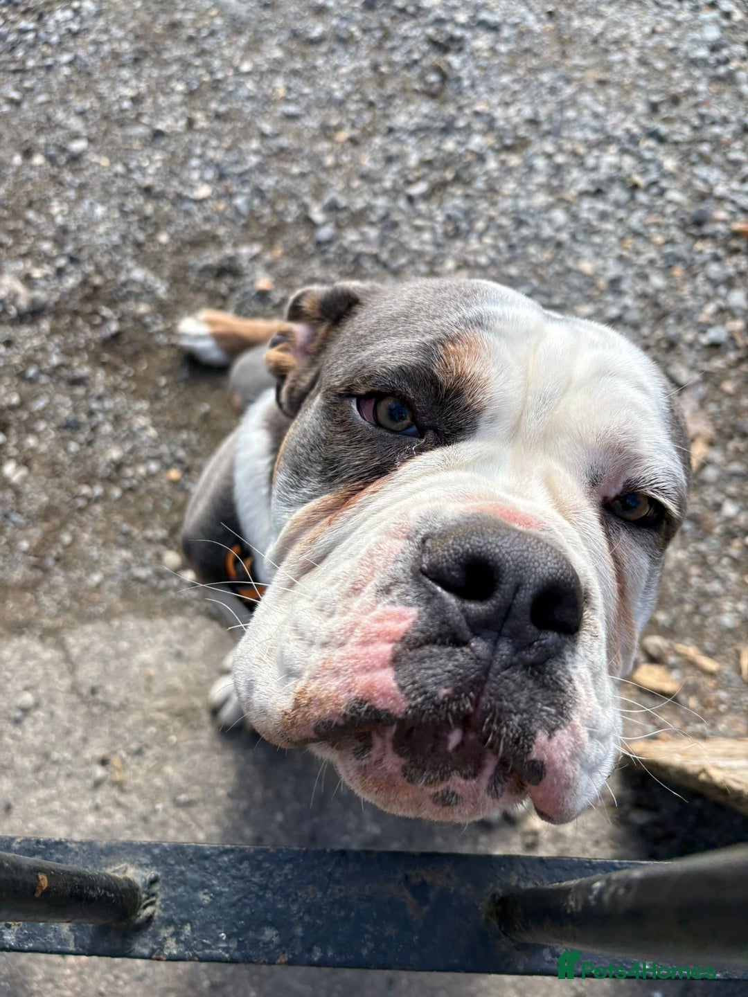 Olde English Bulldogge dogs for sale: N.E.B.B.R registered Olde English bulldog - Image 1