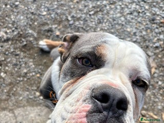 Olde English Bulldogge dogs - Advert 35