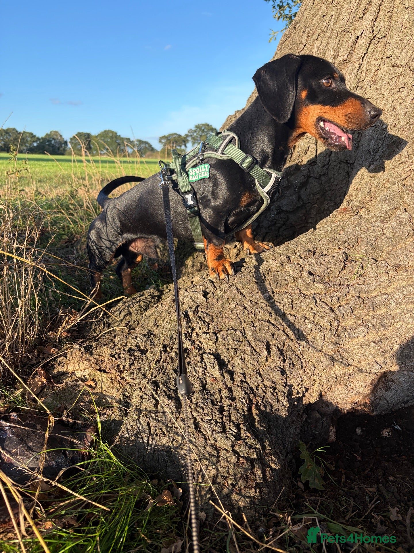 Dachshund dogs for sale: Scotty re homing  - Advert 5